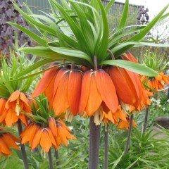 Turuncu Aurora Fritillaria Imperialis Ters Lale Soğanı (6 Adet)