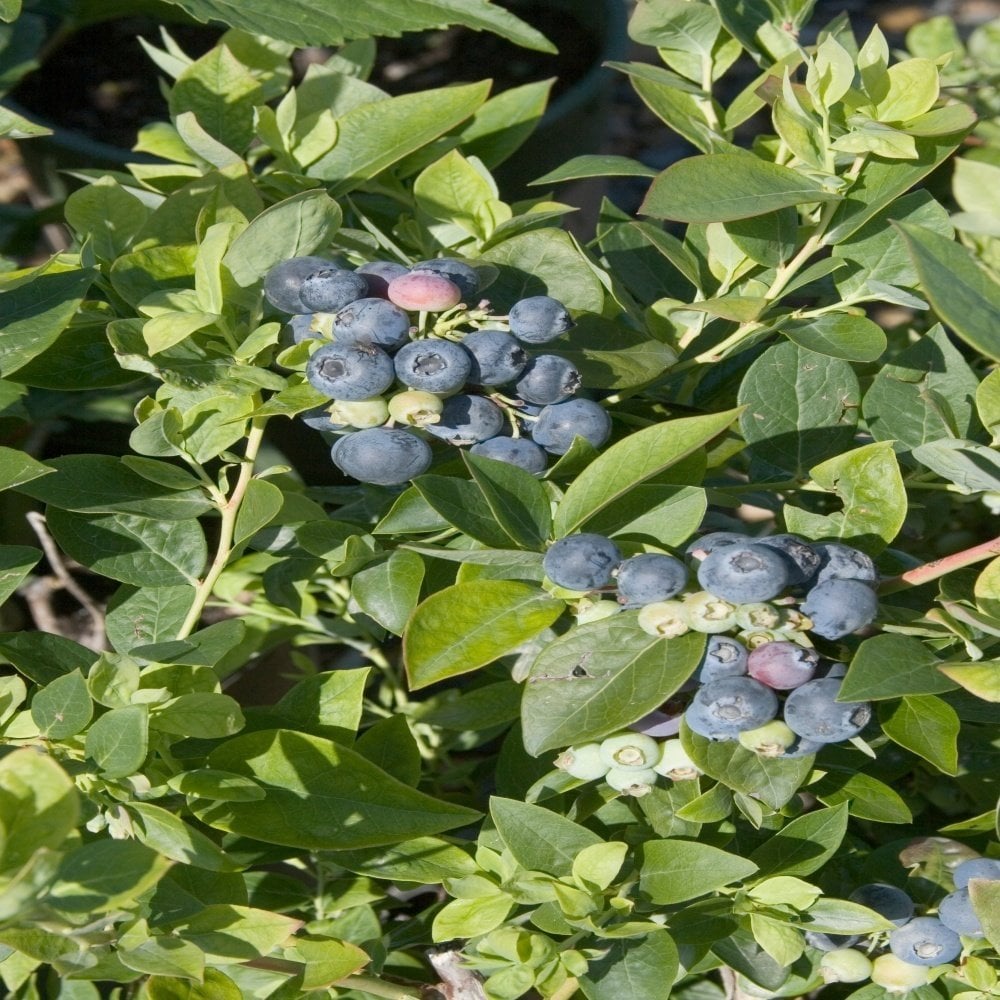 Tüplü Şifalı Erkenci Sharp Blue Yaban Mersini Fidanı