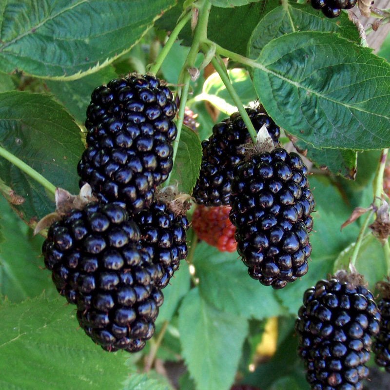 Tüplü Verimli Mayhoş Aromatik Brazos Böğürtlen Fidanı