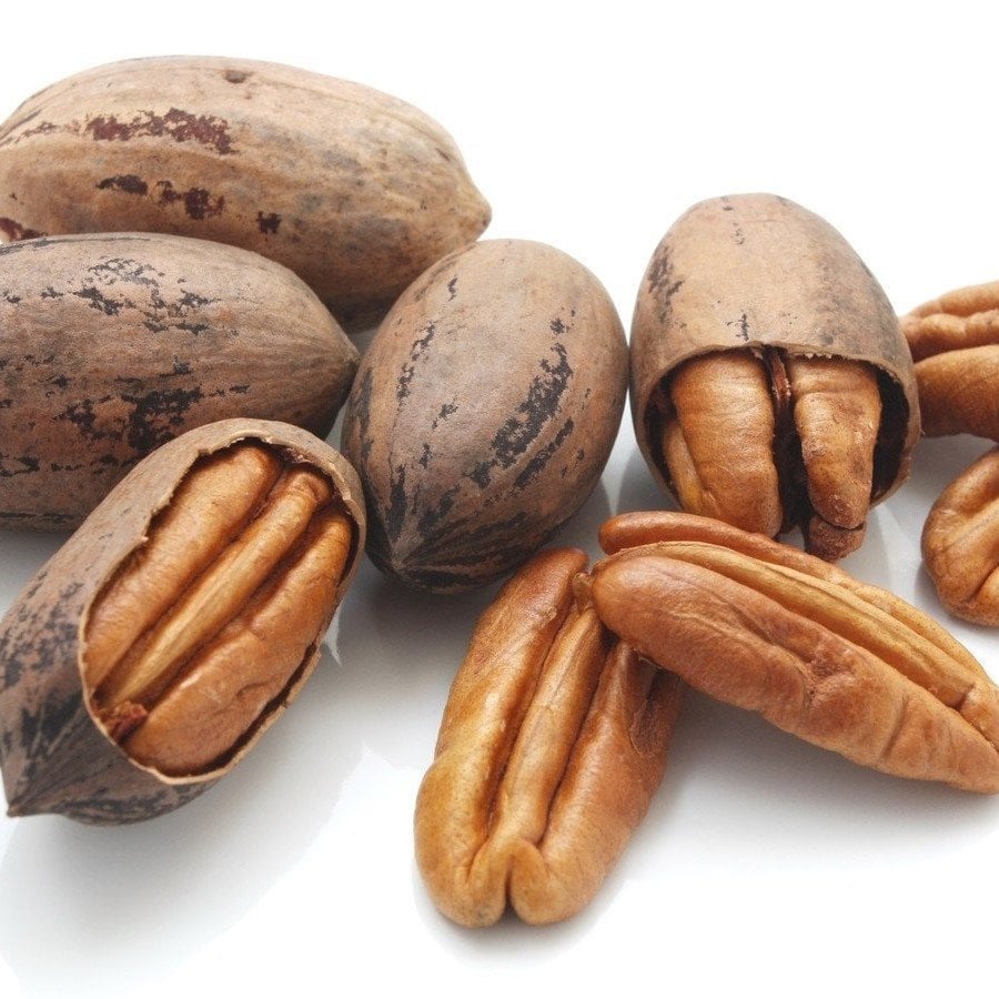 Tüplü Ilıman Sahil Cevizi Pikan (Pecan) Ceviz Fidanı