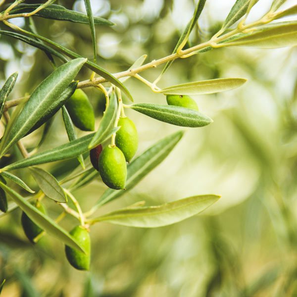 İçi Doldurulabilen Orta Boy Sarı Ulak Zeytin (20 kg)