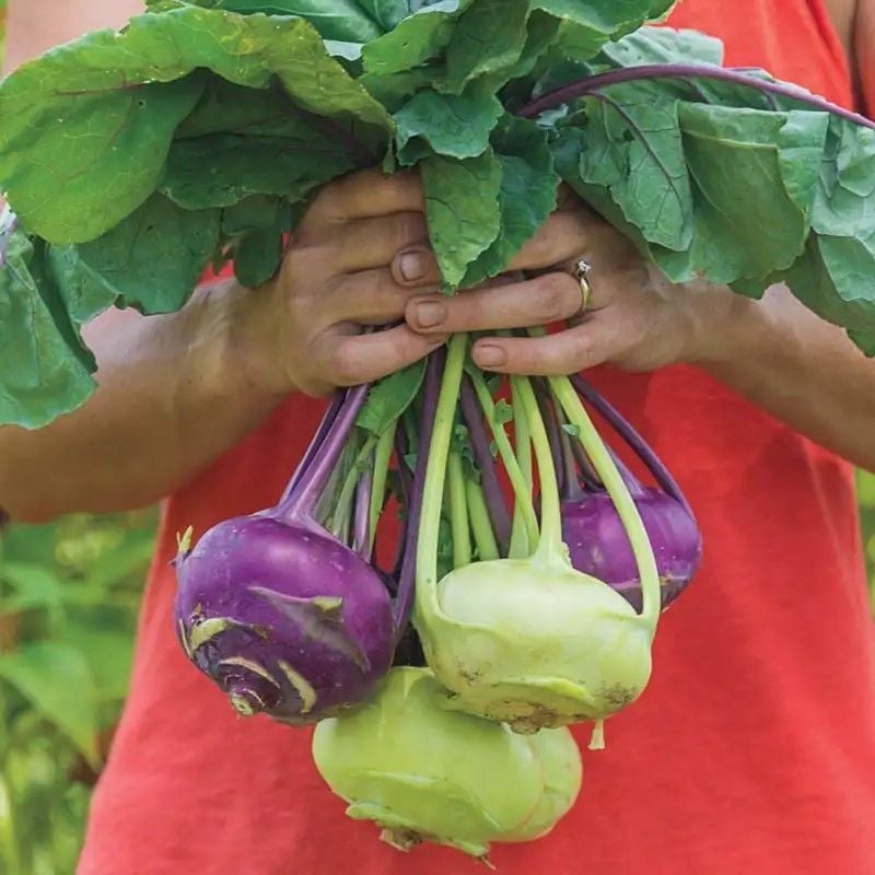 Ata Tohum Geleneksel Mixed Kohlrabi (Alabaş) Tohumu (15 Tohum)