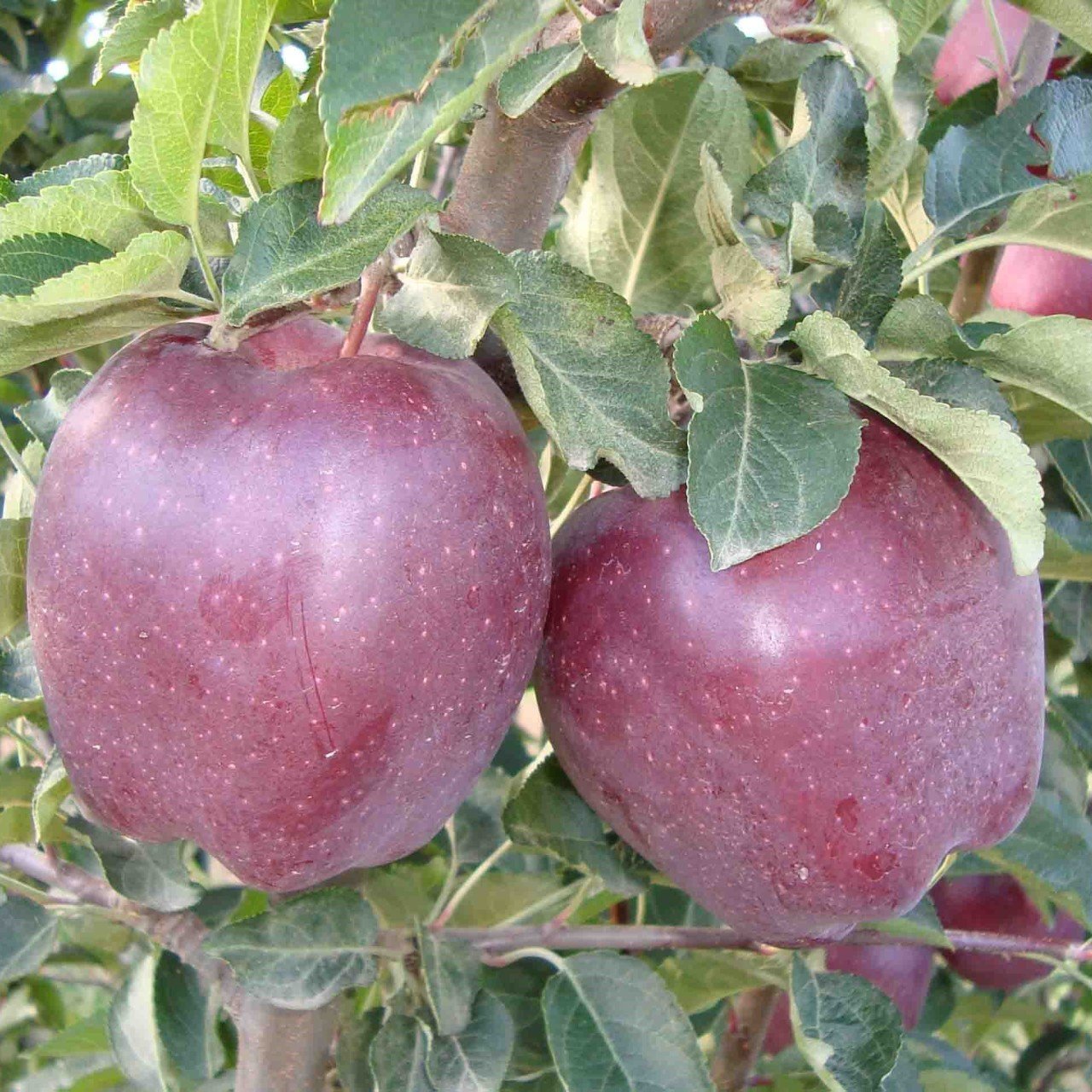 Tüplü Aşılı Koyu Kırmızı Mayhoş Arapkızı Elma Fidanı