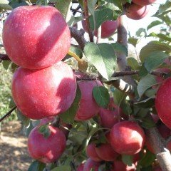 Tüplü Aşılı Verimli Fuji Zhen Aztec (Aztek) Elma Fidanı