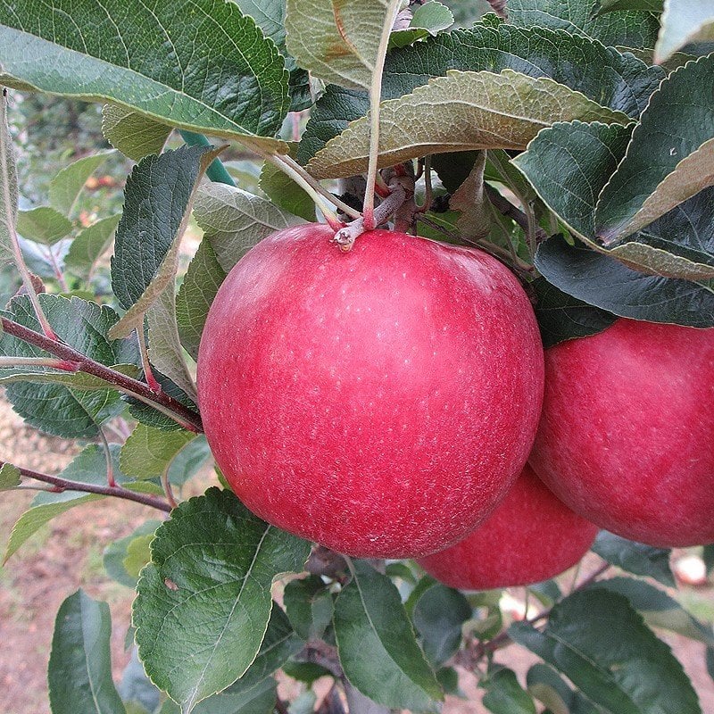 Tüplü Aşılı Verimli Fuji Zhen Aztec (Aztek) Elma Fidanı