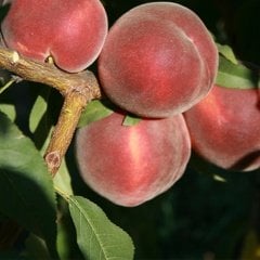 Tüplü Aşılı Lezzetli Transvallia Şeftali Fidanı