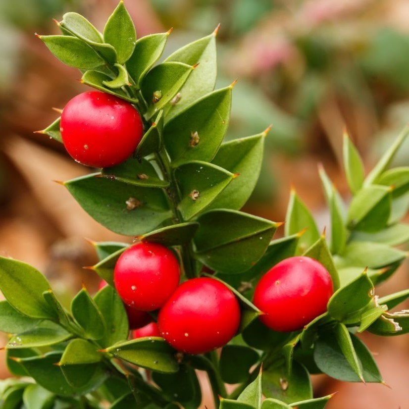 Ruscus Aculeatus Kokina Tavşan Memesi Tohumu (5 tohum)