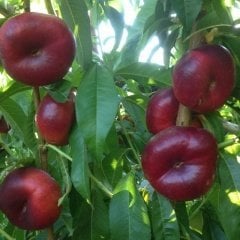 Tüplü Aşılı Kendine Verimli Basık Nektarin Fidanı