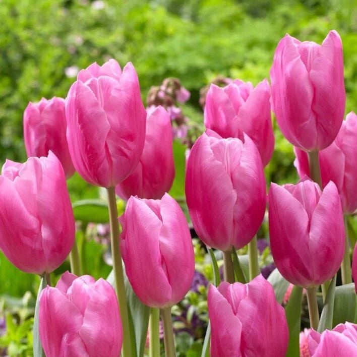 İri Kafa Jumbo Pink Lale Soğanı (4 Soğan)