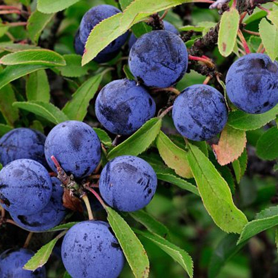 Tüplü Aromatik Kokulu Çakal Eriği Erik Fidanı