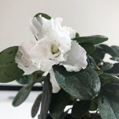 Nadir Çeşit White Princess Çilli Beyaz Renkli Açelya Çiçeği Fidanı