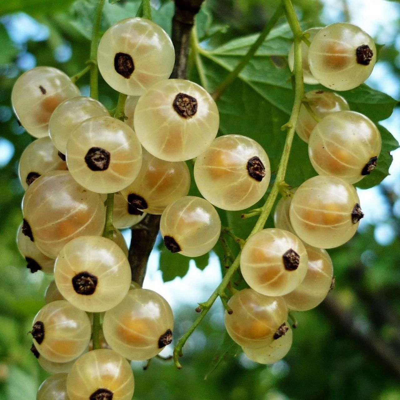 Tüplü Nadir Çeşit Aromalı Sarı Frenk Üzümü Fidanı