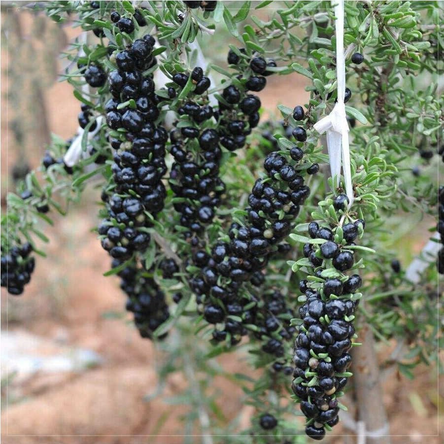 Tüplü Nadir Çeşit Siyah Goji Berry Fidanı (10-30 Cm)