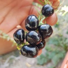 Tüplü Meyve Verme Yaşında Siyah Goji Berry Fidanı