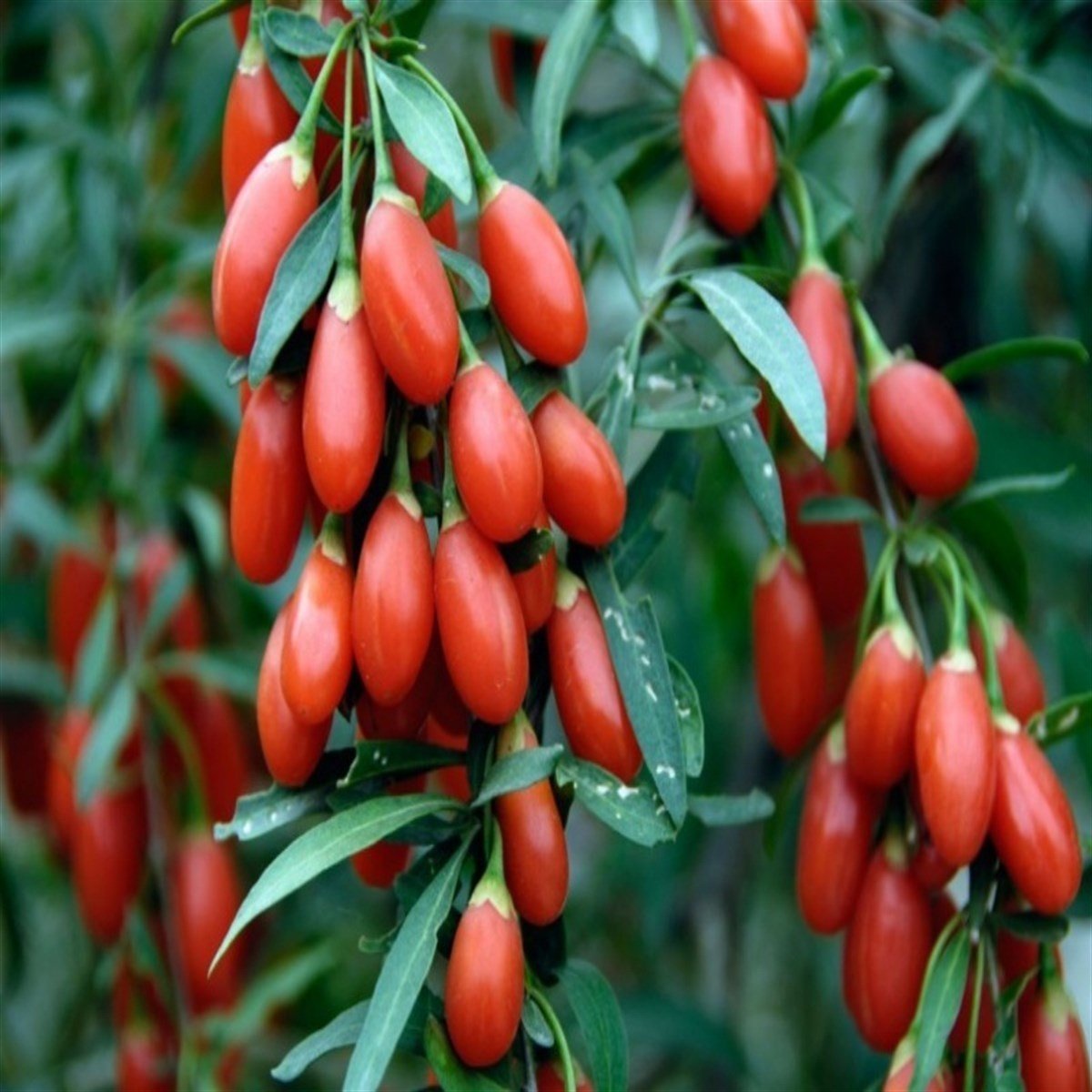 Tüplü Kırmızı Goji Berry Kurt Üzümü Fidanı (10 Adet)