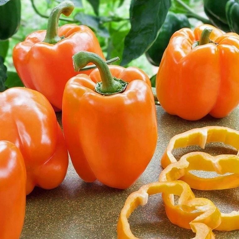 Verimli Turuncu Kaliforniya Dolmalık Biber Fidesi(4 Adet)