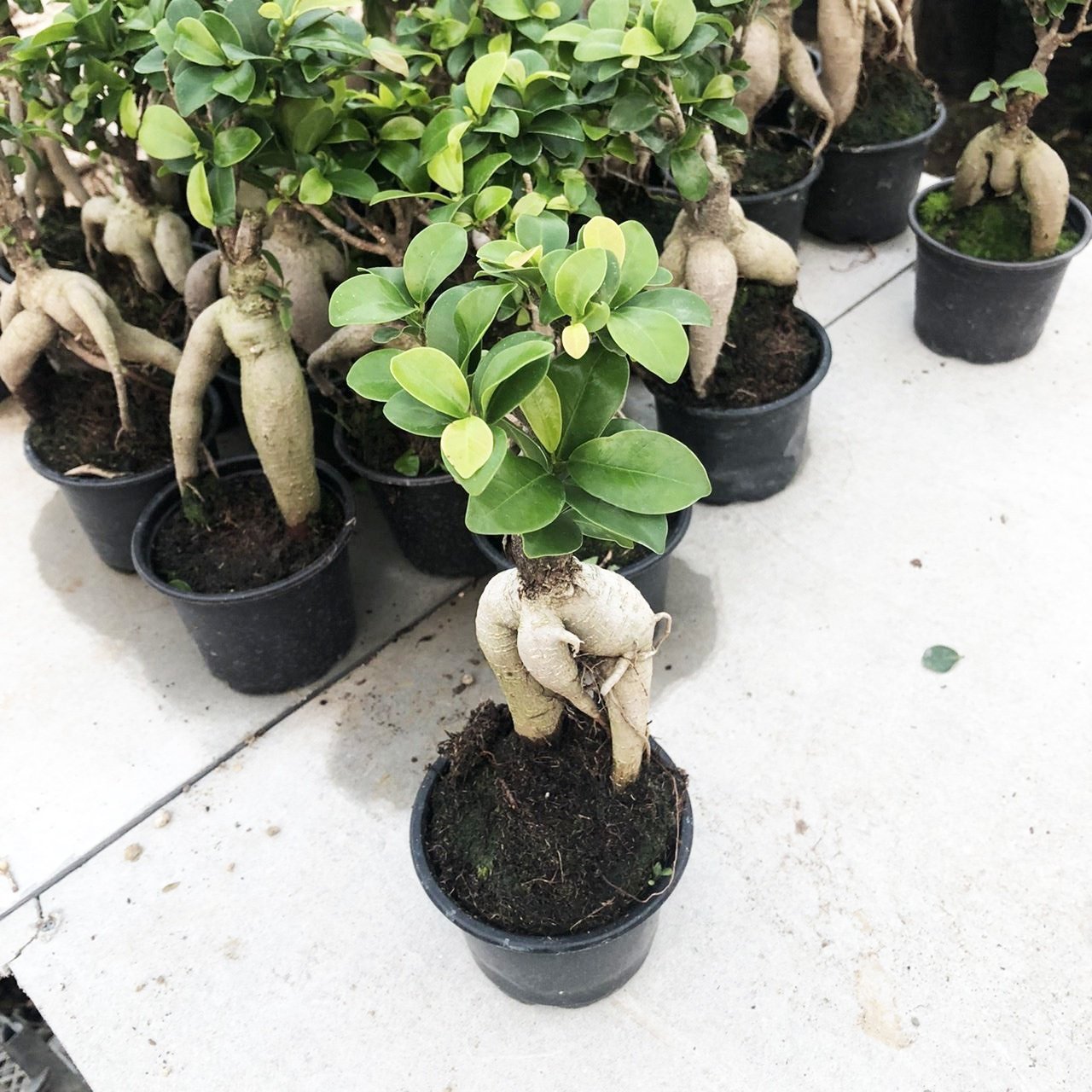 Adam Ağaç Ficus Microcarpa Ginseng Bonsai Bitkisi (20-50 cm)