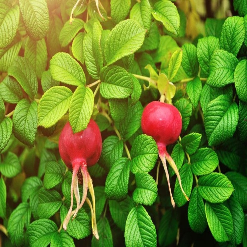 Tüplü Şifalı Rosa Rugoso Kuşburnu Fidanı