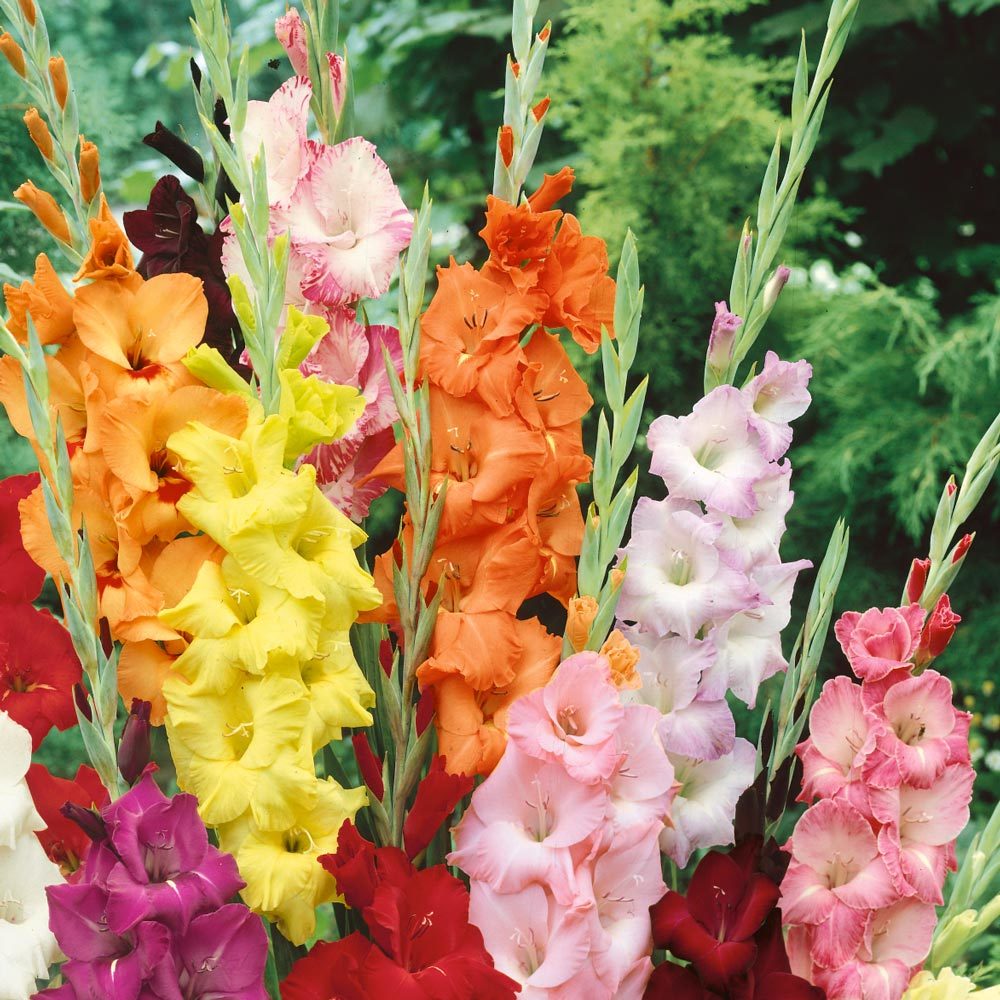 Gladiolus Mixed Swan Karışık Glayör Çiçeği Yumrusu Soğanı (4 adet)