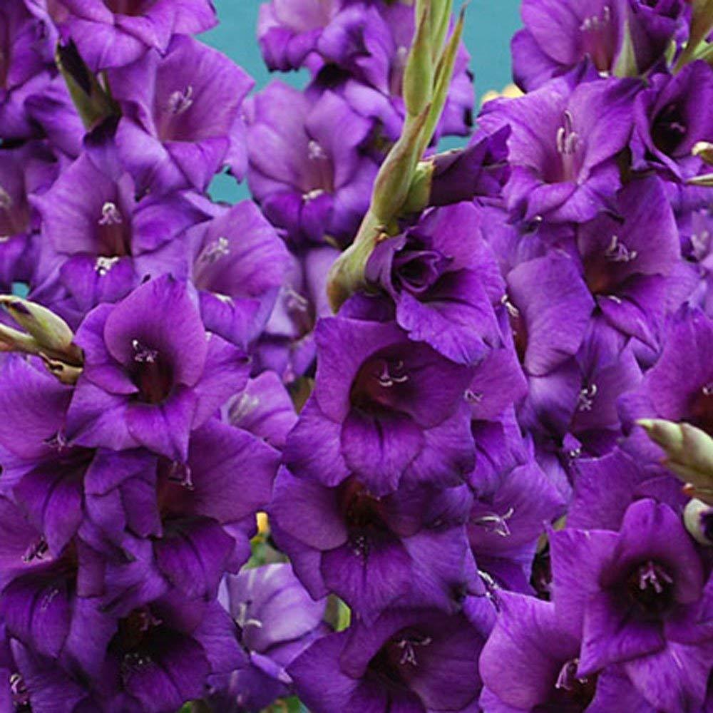 Gladiolus Purple Swan Mor Glayör Çiçeği Yumrusu Soğanı (2 adet)