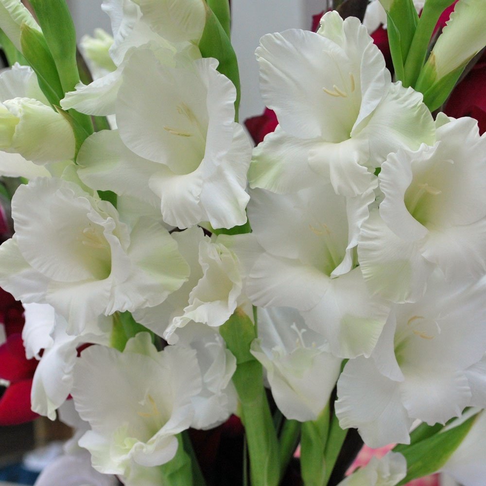 Gladiolus White Swan Beyaz Glayör Çiçeği Yumrusu Soğanı (2 adet)