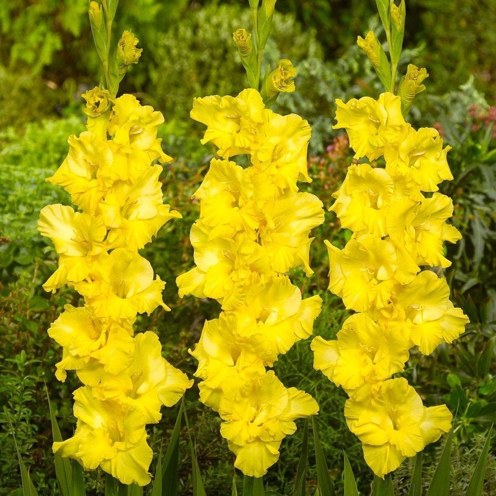 Gladiolus Yellow Swan Sarı Glayör Çiçeği Yumrusu Soğanı (2 adet)