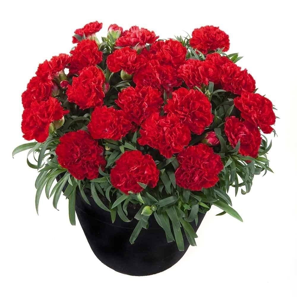 Kokulu Sweet Pleasure Red Karanfil Çiçeği Fidesi (2 adet)