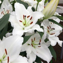 White Diamond Lily Beyaz Renkli Zambak Çiçeği Soğanı (2 adet)
