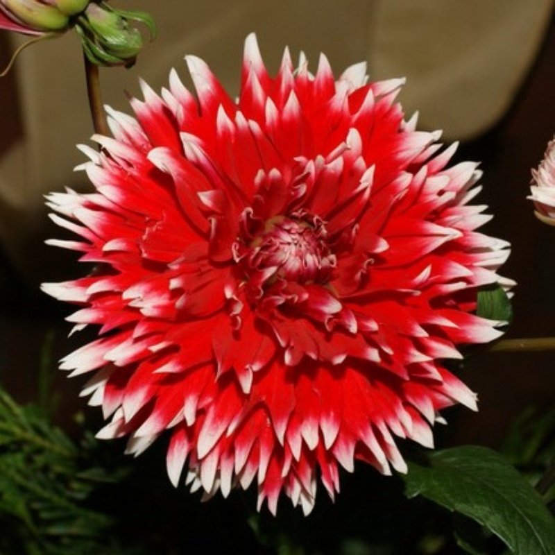 Alauna Double Jeu Dahlia İri Yıldız Çiçeği Yumrusu (1 Adet)