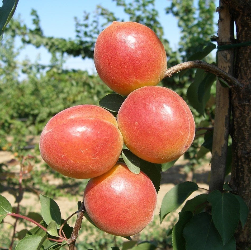 Tüplü Aşılı İri Meyveli Verimli Perfect Red Aldeniz Kayısı Fidanı