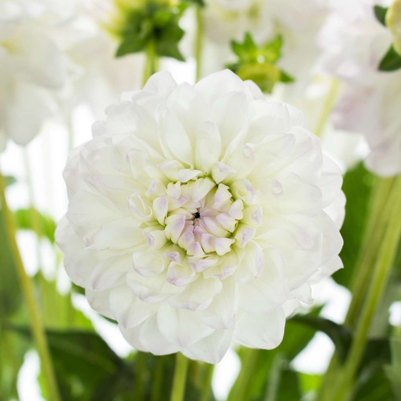 White Lace Dahlia İri Yıldız Çiçeği Yumrusu (1 Adet)