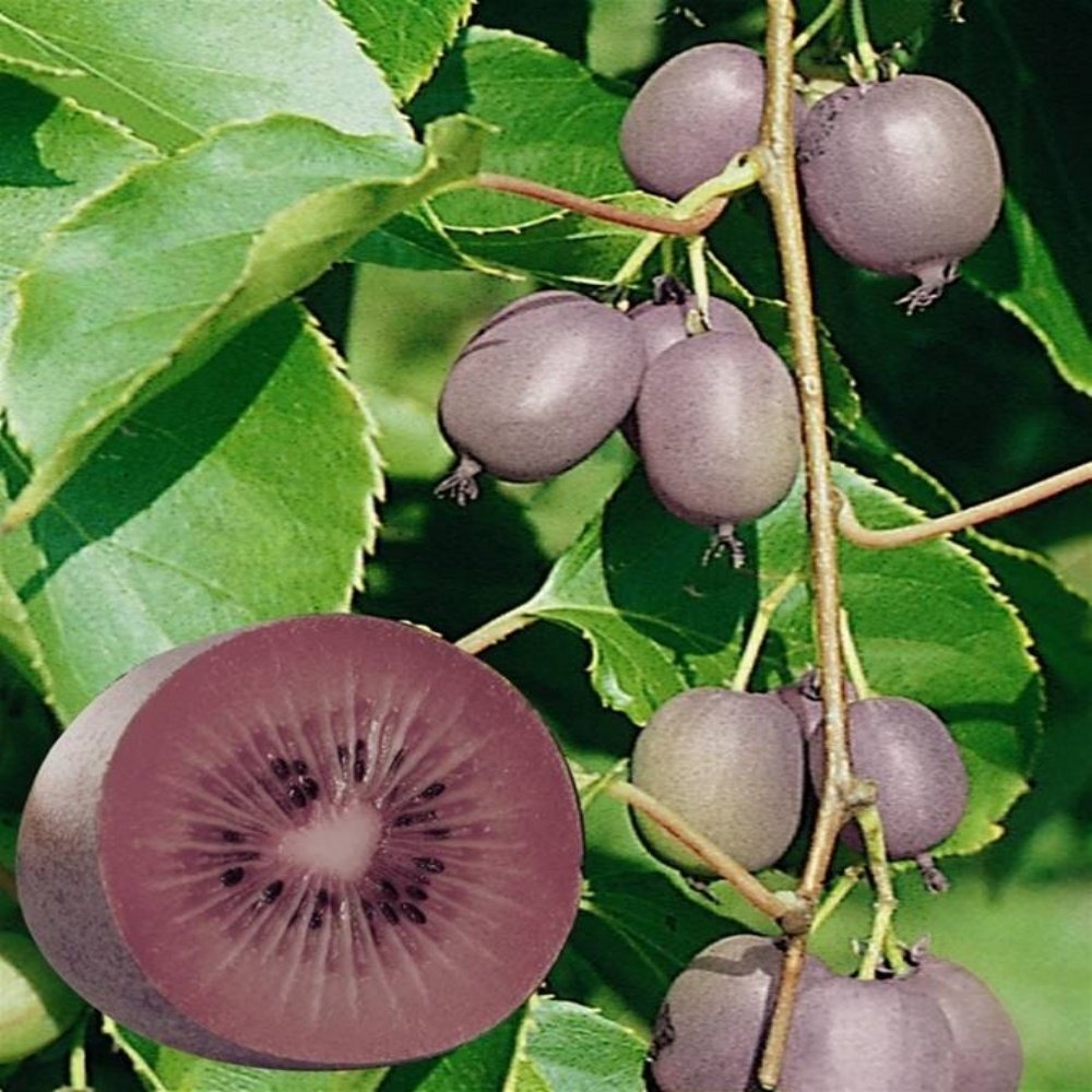 Tüplü  Küçük Meyveli Actinidia Arguta Ken's Red Fidanı