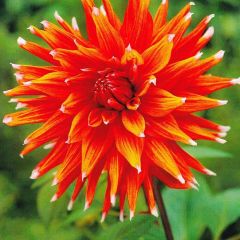 Color Spectacle Dahlia İri Yıldız Çiçeği Yumrusu (1 Adet)