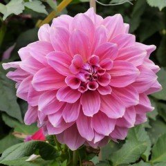 Minouche Dahlia İri Yıldız Çiçeği Yumrusu (1 Adet)