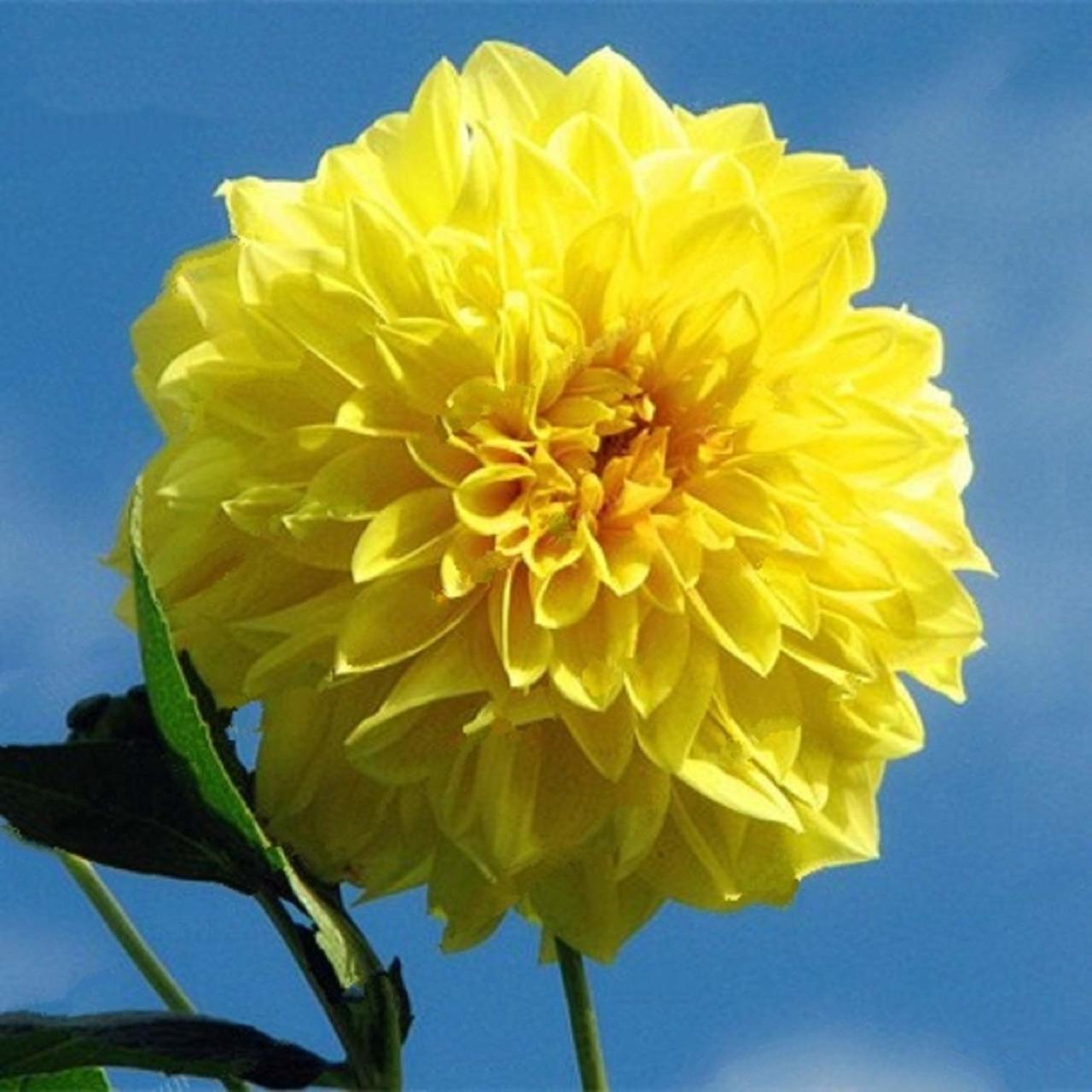 Kelvin Floodlight Dahlia İri Yıldız Çiçeği Yumrusu (1 Adet)