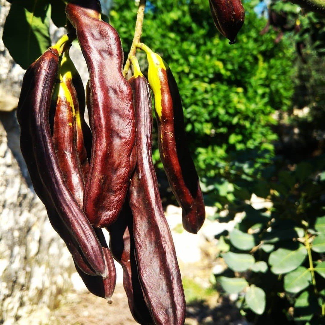 Tüplü Nadir Bulunan Aşılı Keçi Boynuzu (Harnup) Fidanı