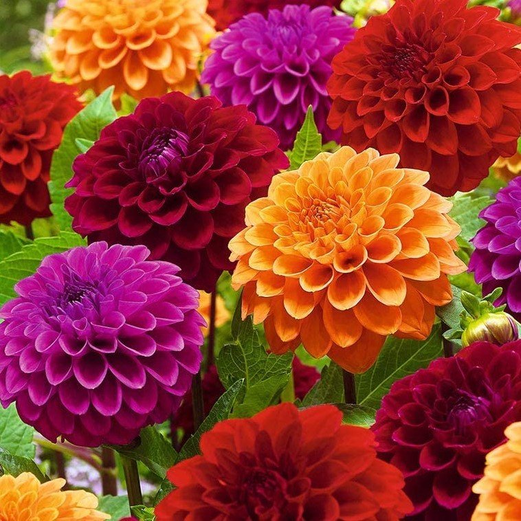 Mixed Dahlia İri Karışık Yıldız Çiçeği Yumrusu (5 Adet)