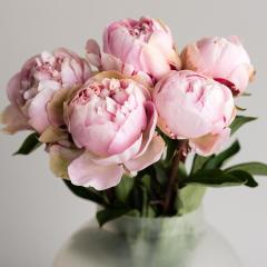 Pink Color Peony Pembe Renkli Şakayık Çiçeği Yumrusu (1 Adet)