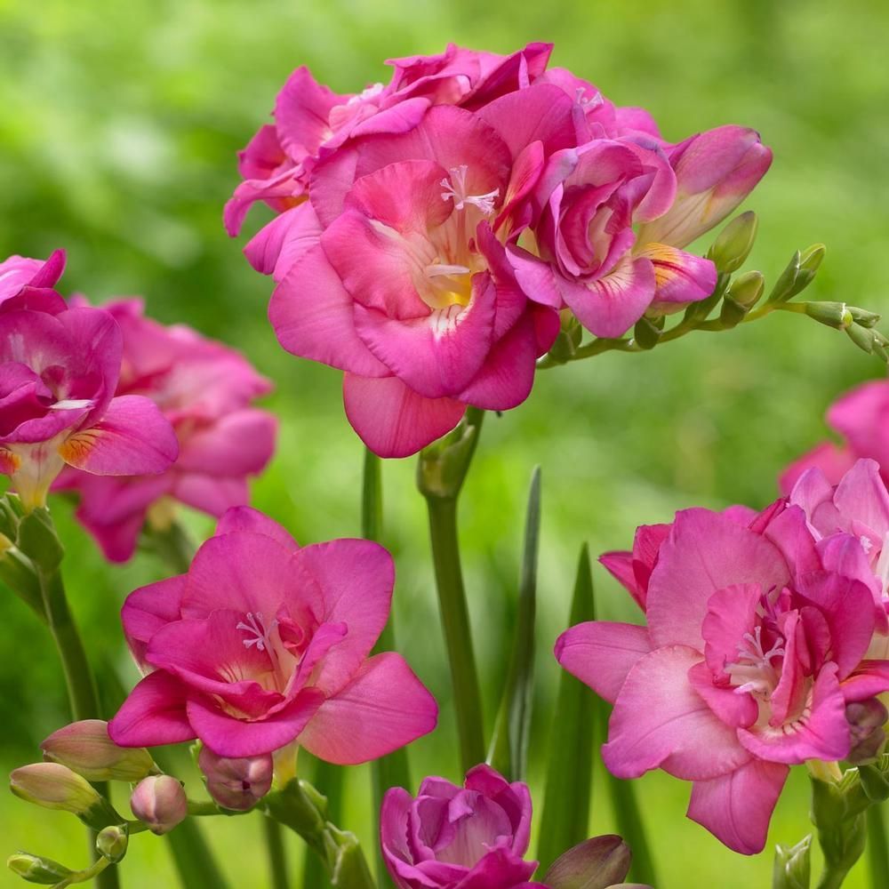 Pink Color Freesia Pembe Renkli Frezya Çiçeği Soğanı (5 Adet)