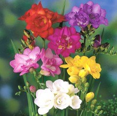 Mix Color Freesia Karışık Renkli Frezya Çiçeği Soğanı (5 Adet)