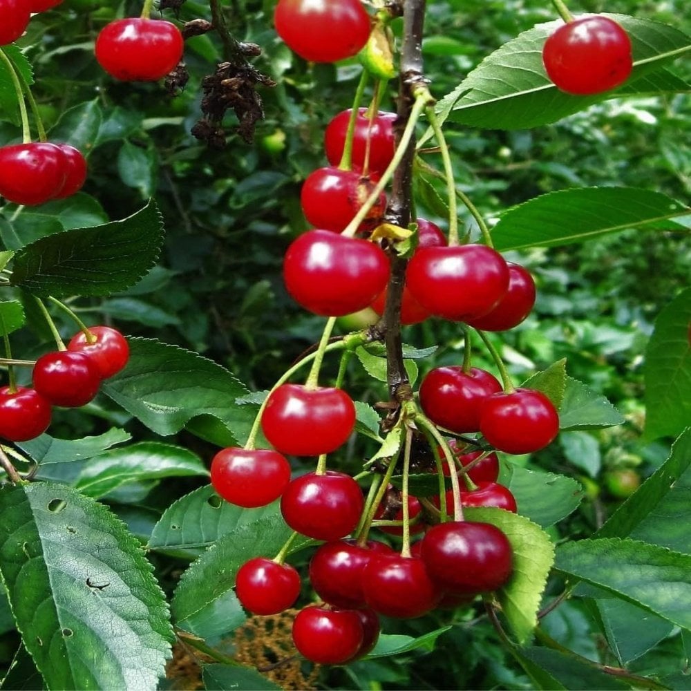 Tüplü Aşılı Yarı Bodur Sofralık Montmorency Vişne Fidanı