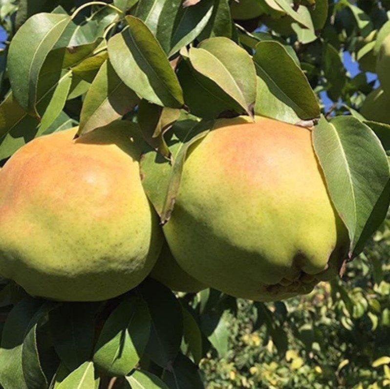 Tüplü Aşılı Yarıbodur İri Meyveli Deveci Armut Fidanı