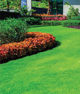 Çim, göz alıcı bahçe dekorasyonlarının vazgeçilmez bir unsurudur. Bunun yanı sıra pek çok alanda faydaları da görülür.