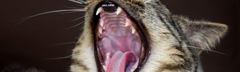 Kedilerde Ağız ve Diş Sağlığı