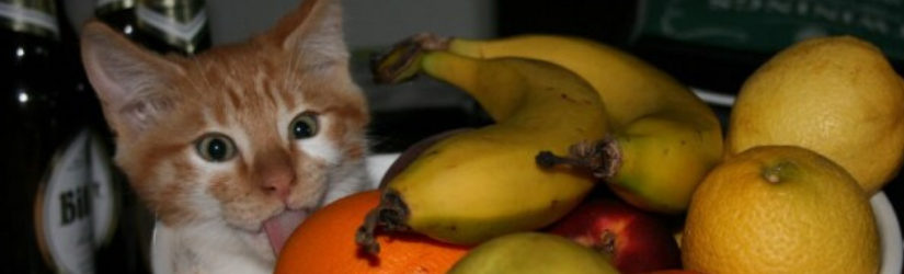 Meyveler Kediler İçin Güvenli mi?