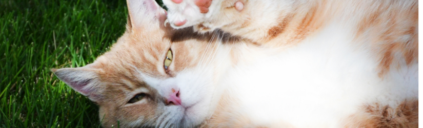 Kediler Hakkında Mutlaka Bilinmesi Gereken 5 Bilgi