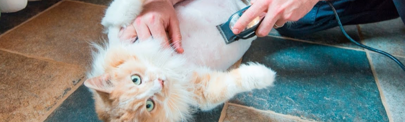 Genel Kedi Temizliği ve Tüy Bakımı Hakkında