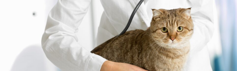 Kedilerde En Sık Görülen 5 Hastalık