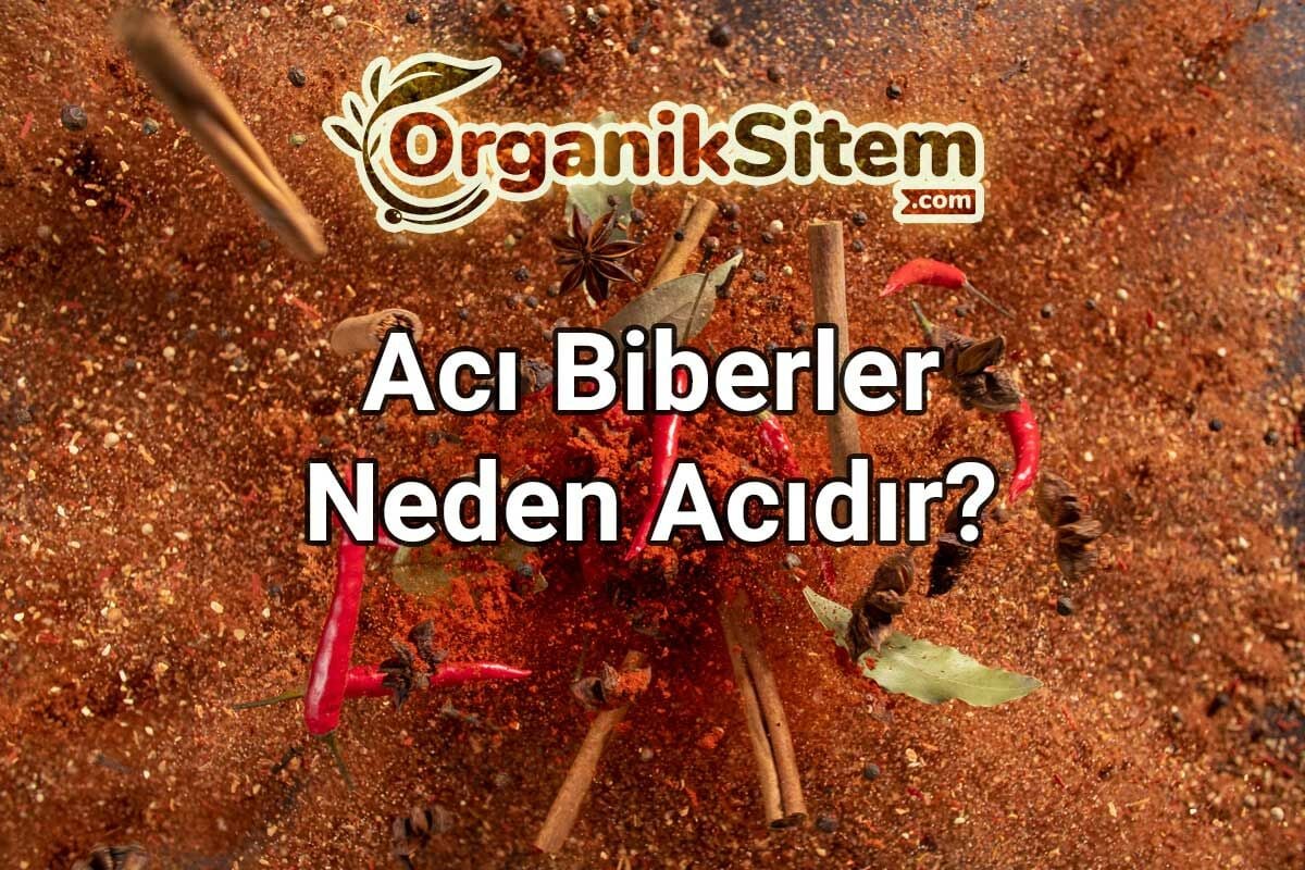 Acı Biberler Neden Acıdır?