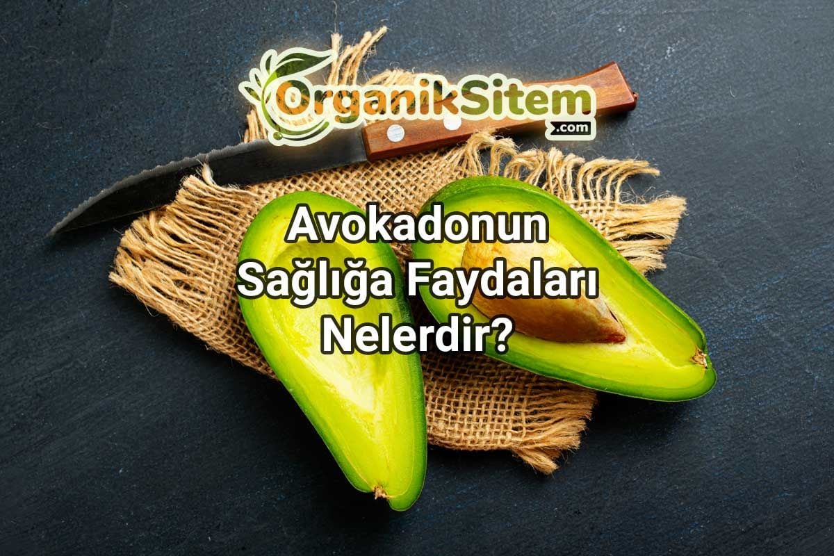 Avokadonun Sağlığa Faydaları Nelerdir?